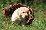 LABRADOR 1192